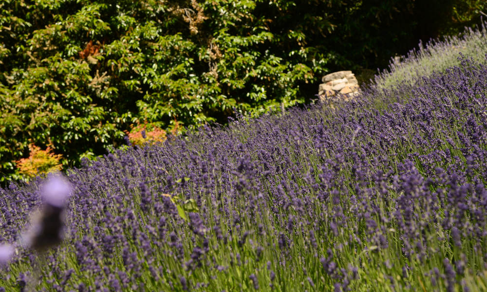 Ashcombe Maze And Lavender Gardens