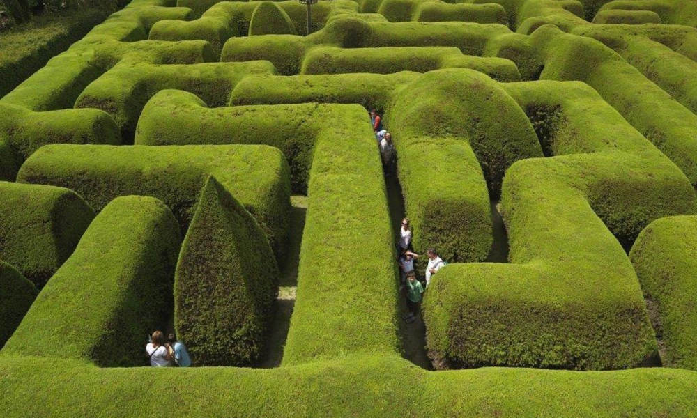 Ashcombe Maze And Lavender Gardens