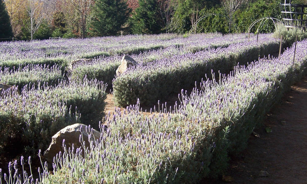 Ashcombe Maze And Lavender Gardens