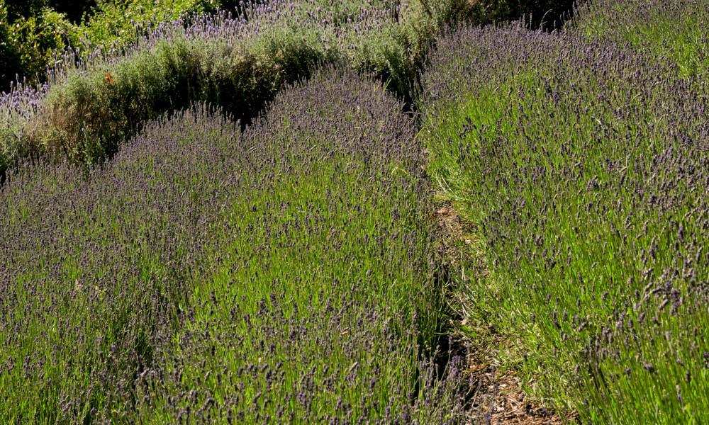 Ashcombe Maze And Lavender Gardens