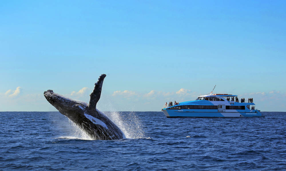 Sydney Morning Whale Watching Cruise Experience Oz