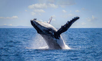 Sydney Afternoon Whale Watching Cruise Thumbnail 5