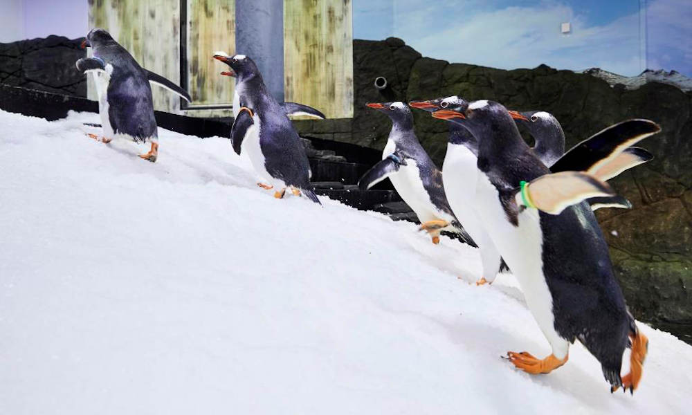 Sydney Attractions Pass - 2 Attractions