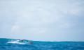 Byron Bay Dolphin Kayaking Tour Thumbnail 5