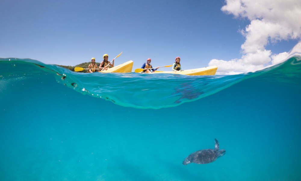 Byron Bay Dolphin Kayaking Tour  Book Now | Experience Oz +