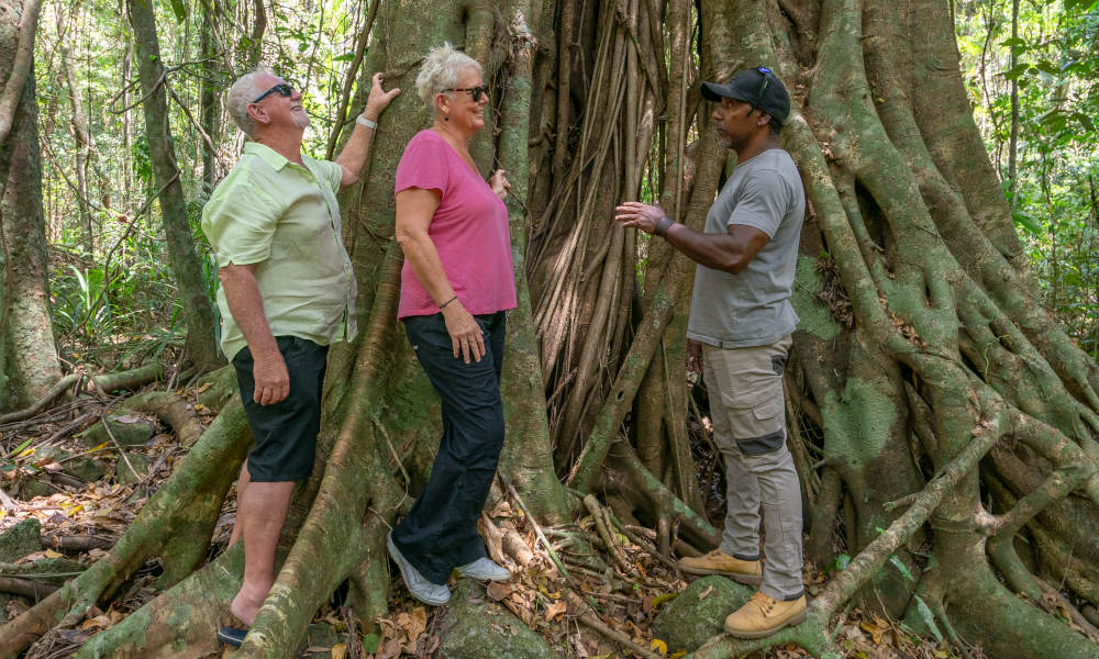 Full Day Private Ngana Julaymba Dungay Tour to Daintree River and Cape Tribulation