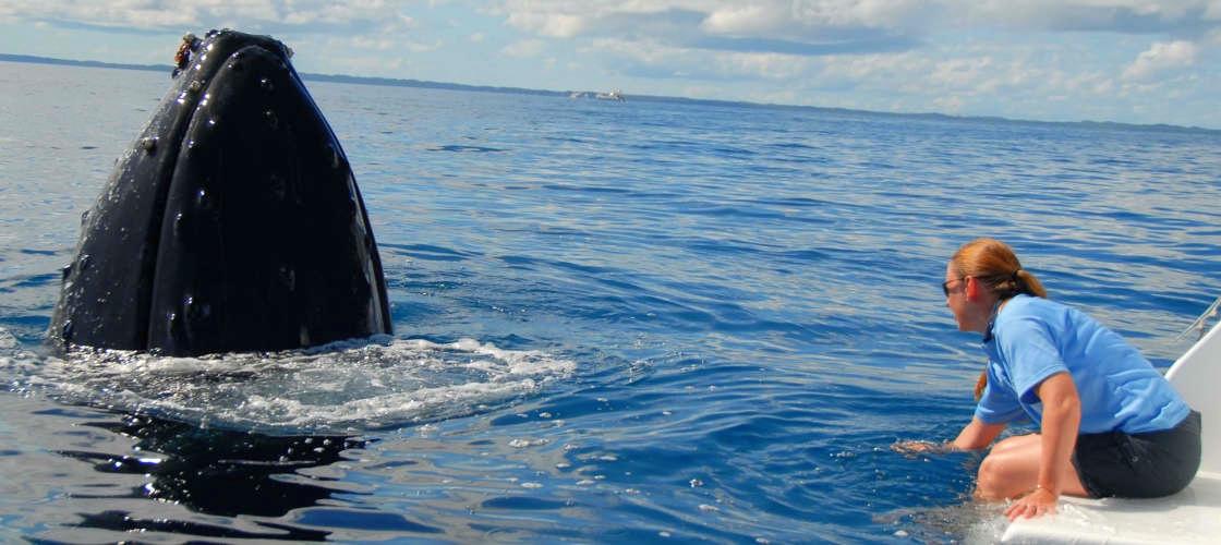 Hervey Bay Whale Watching Sailing Cruise Experience Oz