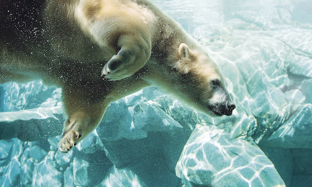 3 Day Theme Park Pass + Hopo All Day Ferry Pass