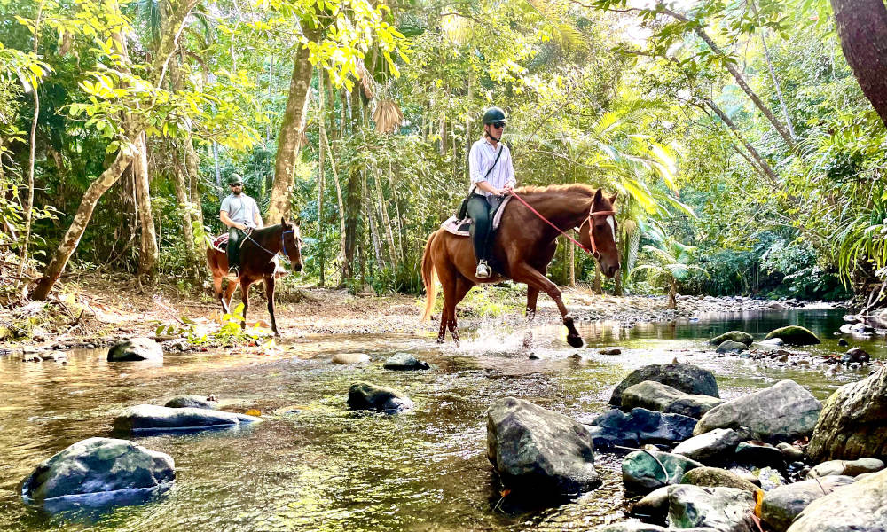 Morning Cape Tribulation Horse Riding Tour  Experience Oz