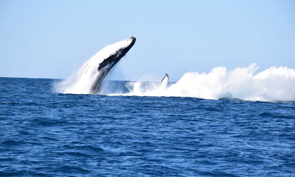 Whale Watching Jet Boat Adventure from Noosa