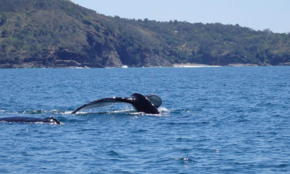 Whale Watching Jet Boat Adventure from Noosa