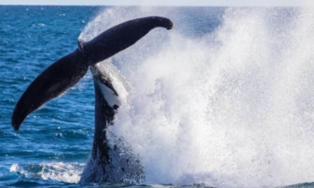 Whale Watching Jet Boat Adventure from Noosa