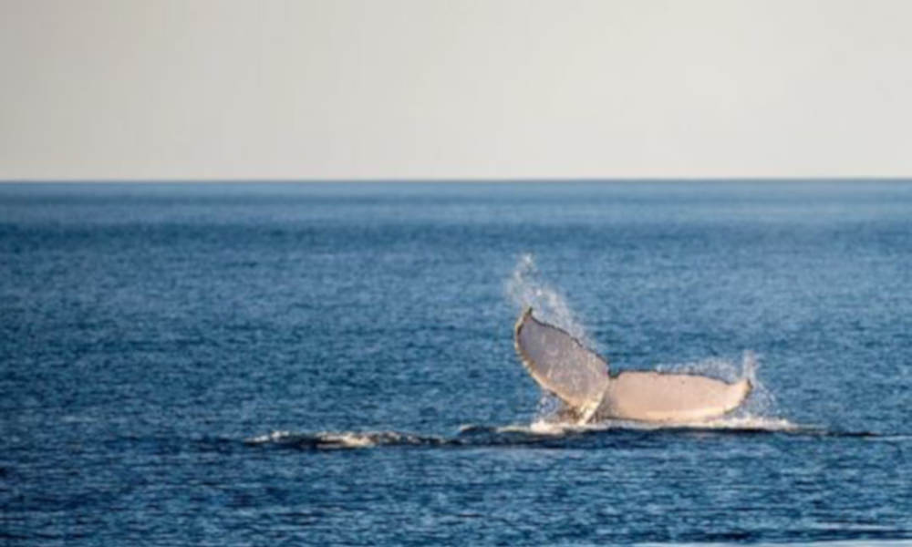 Whale Watching Jet Boat Adventure from Noosa