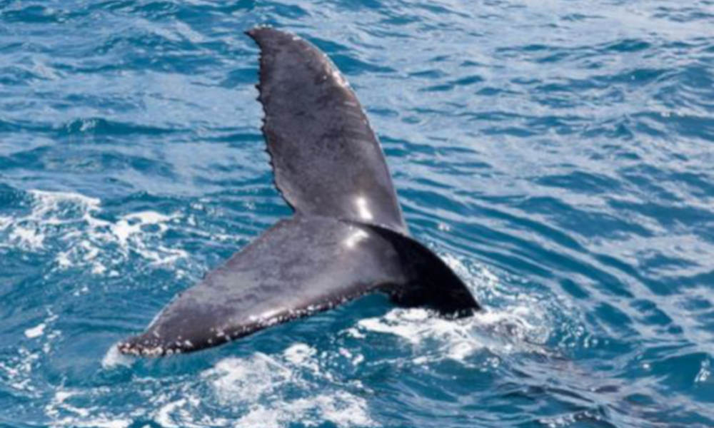 Whale Watching Jet Boat Adventure from Noosa