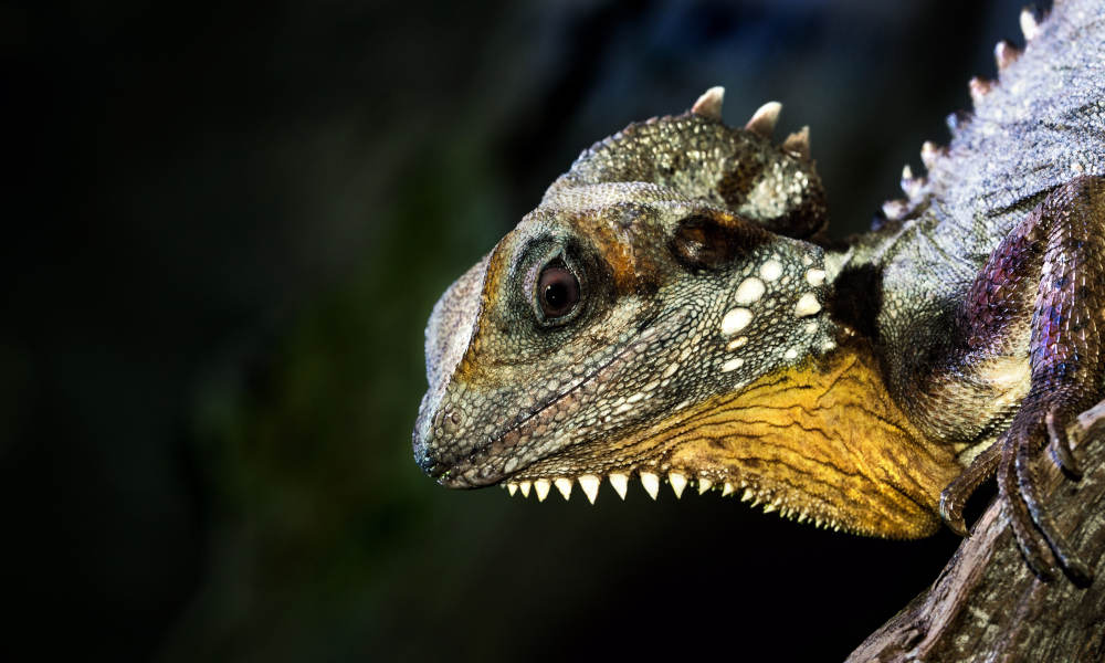 Cairns Aquarium Entry Tickets