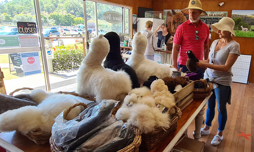 Canungra Valley Vineyards and Alpaca Farm Half Day Tour