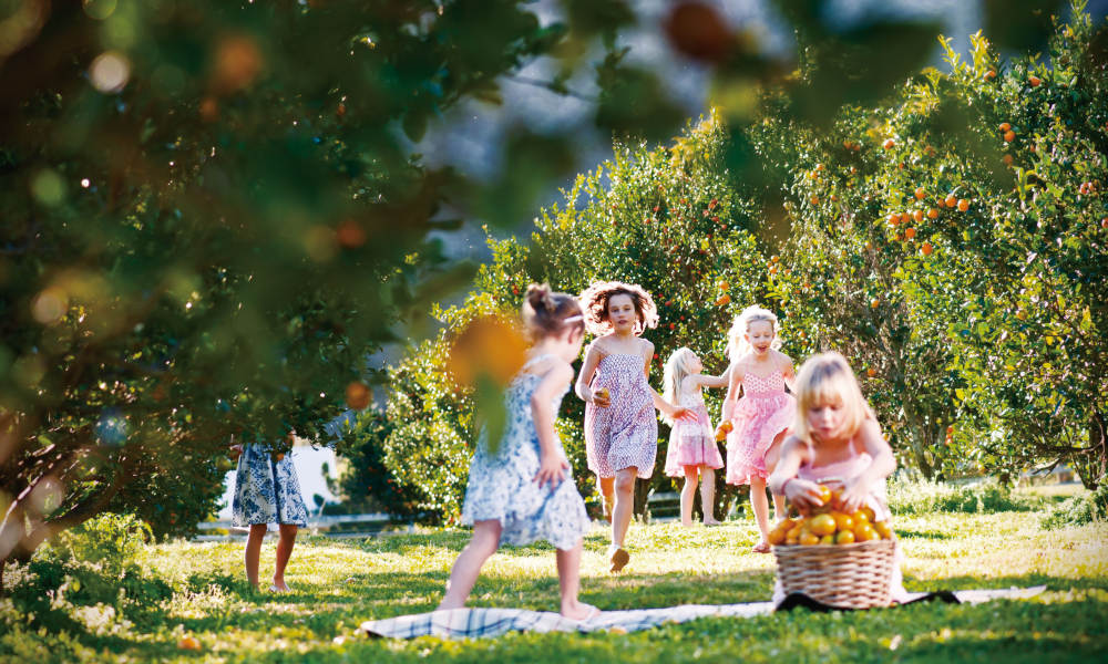 Canungra Valley Vineyards and Alpaca Farm Half Day Tour