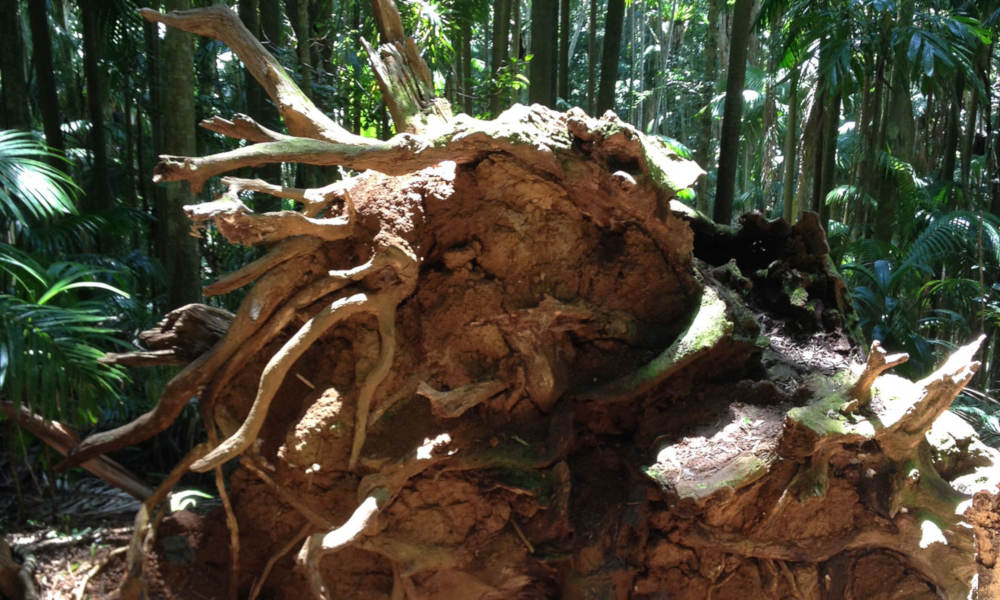 Mt Tamborine Rainforest Walk Half Day Tour