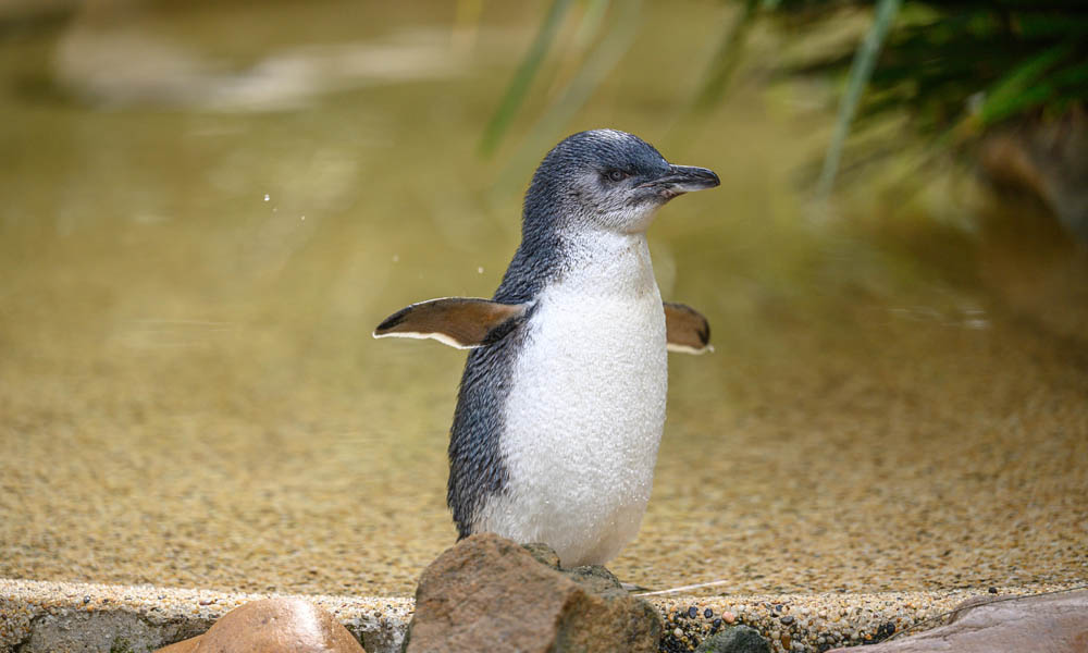 Featherdale Sydney Wildlife Park Entry Tickets