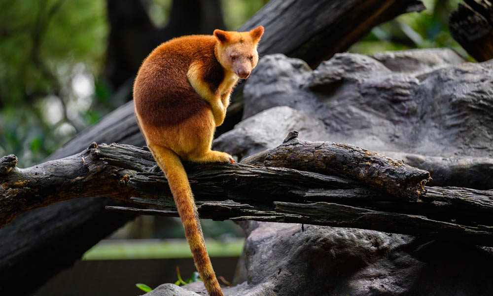 Featherdale Sydney Wildlife Park Entry Tickets