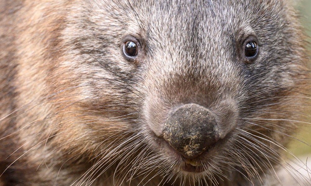 Featherdale Sydney Wildlife Park Entry Tickets