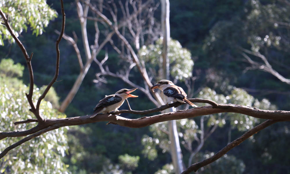Morialta Wilderness and Wildlife Hike