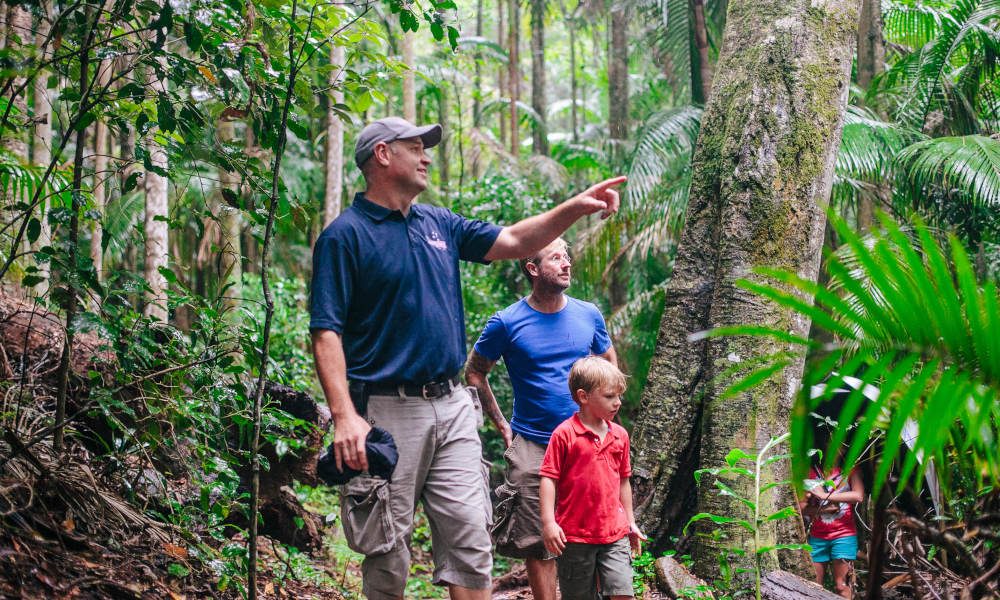 Gold Coast Lamington National Park Day Tour  Book Now | Experience