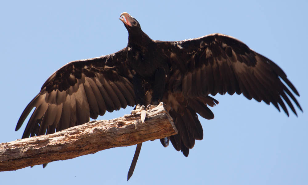 Healesville Sanctuary and Phillip Island Wildlife Park Tour