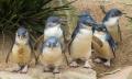 Healesville Sanctuary and Phillip Island Wildlife Park Tour Thumbnail 2