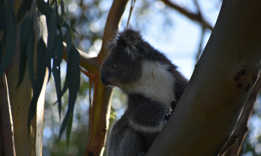 Phillip Island Wildlife and Brighton Beach Boxes Tour