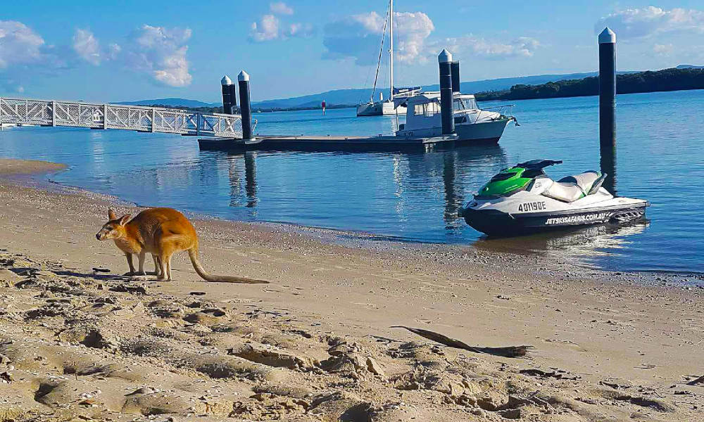 Jet Ski Safari Island Life Experience - 1.5 Hours