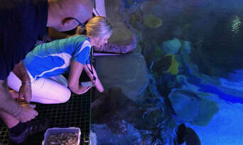 Cairns Aquarium Marine Life Encounter Thumbnail 6