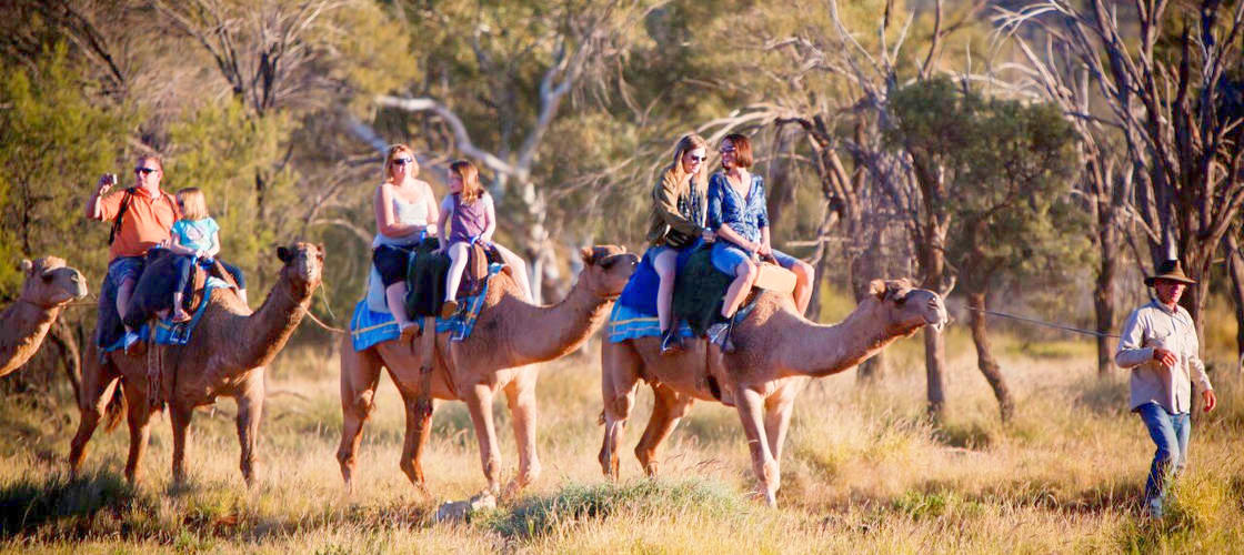 Alice Springs 1 Hour Afternoon Camel Ride Tour Experience Oz