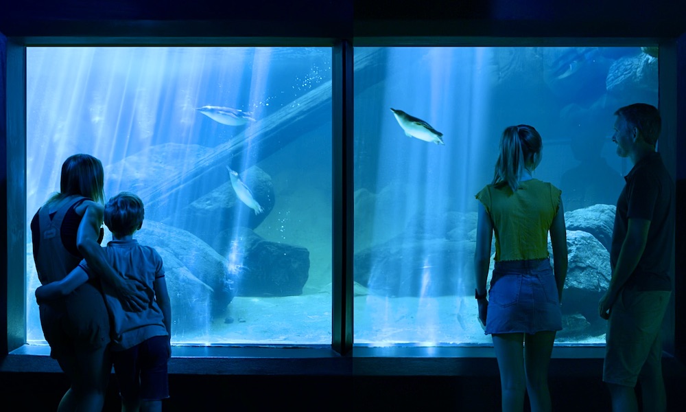 SEA LIFE Sunshine Coast + Aquaduck Combo