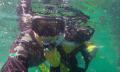 Best of Moreton Bay Cruise with Snorkelling and Lunch Thumbnail 3