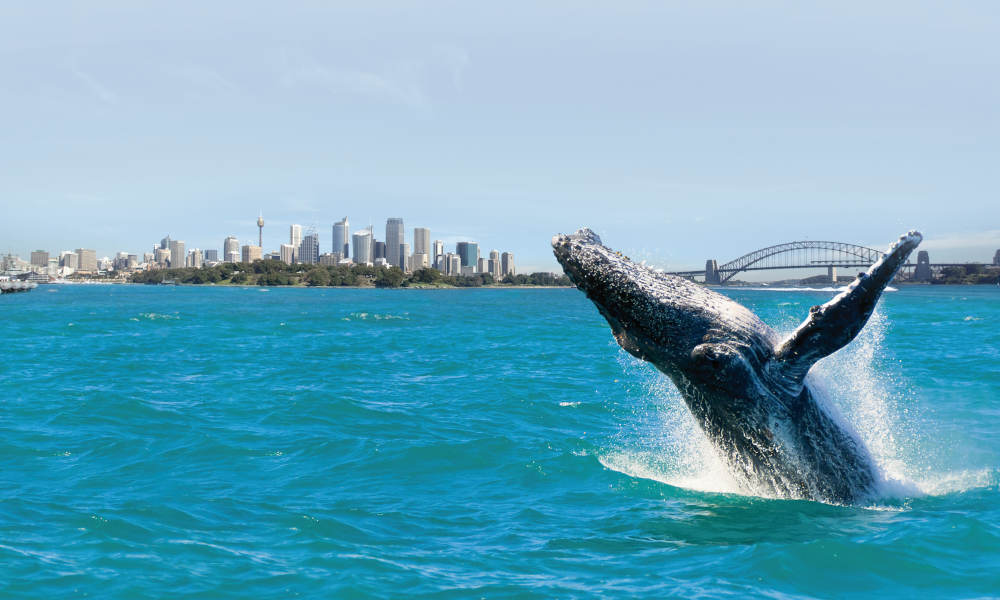 Whale Watching Cruise with BBQ Lunch Buy One Get One FREE