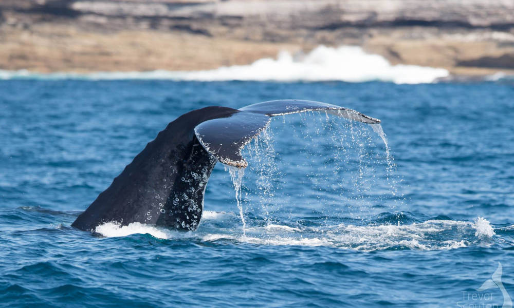 Whale Watching Cruise with BBQ Lunch Buy One Get One FREE