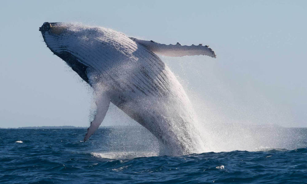 Mooloolaba 2 hour Whale Watching Experience Nature and Wildlife Adventure Animals 123 Parkyn Parade Mooloolaba QLD 4557