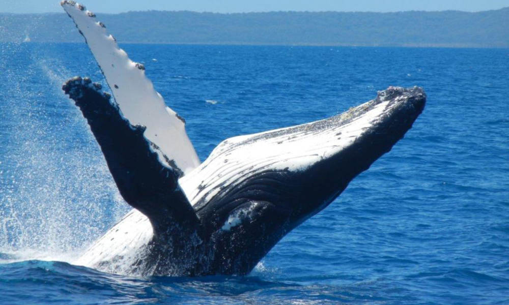 Mooloolaba 2 hour Whale Watching Experience