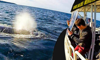 Mooloolaba 2 hour Whale Watching Experience Thumbnail 5