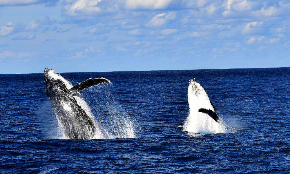 Premium Whale Watching Adventure Nature and Wildlife Adventure Animals 133 Redcliffe Pde Redcliffe QLD 4020