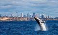 Sydney Whale Watching Cruise with BBQ Lunch Thumbnail 1