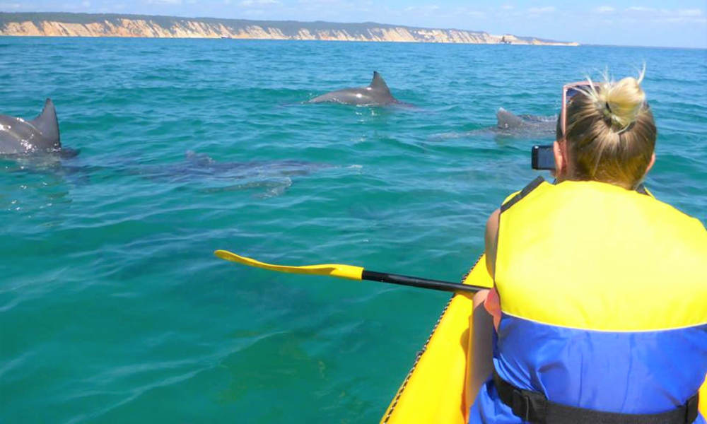 Noosa Dolphin View Kayak Tour Nature and Wildlife Sport and Fitness Adventure Animals 60 Noosa Drive Noosa Heads QLD 4567