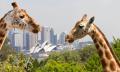 Taronga Zoo Entry and 1-Day Harbour Ferry Pass Thumbnail 2