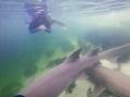Reef Shark Snorkel + Entry Pass Thumbnail 3