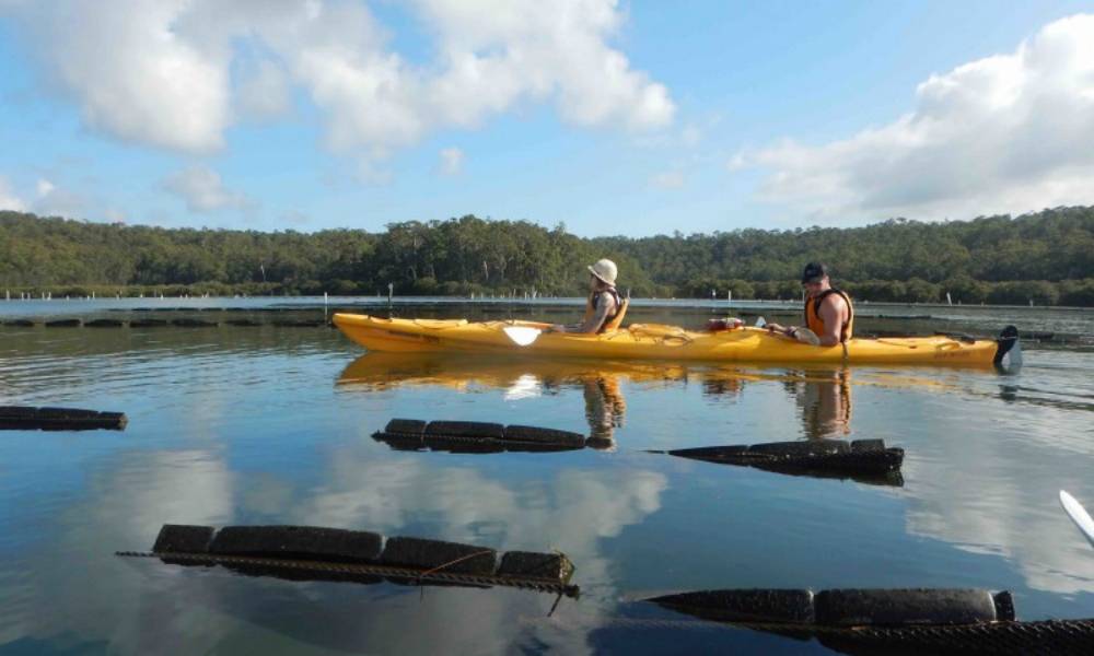 Batemans Bay Oyster Tasting Kayak Tour Book Now Experience Oz