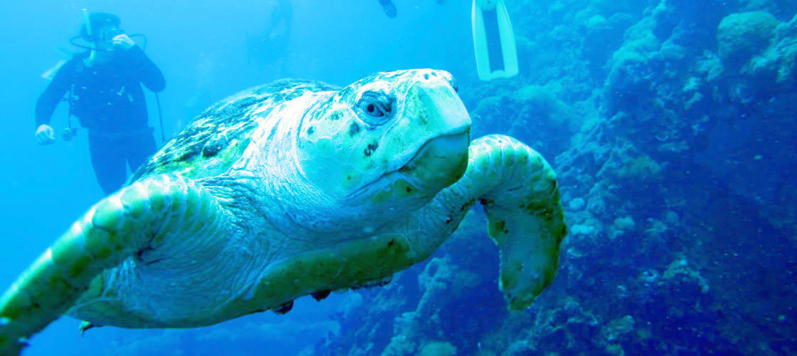 Yongala Wreck Dive Trip from Townsville and Magnetic Island