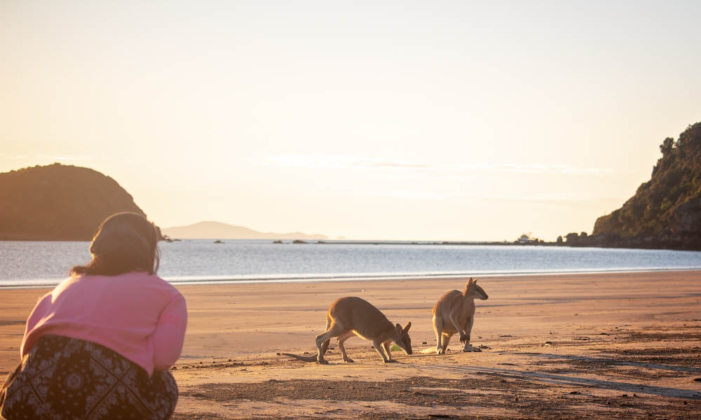 Kangaroos on the Beach at Sunrise and Wildlife Tour 4 Wambiri Street Cannonvale QLD 4802