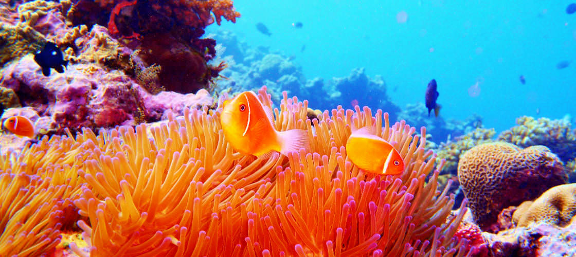 townsville reef tour