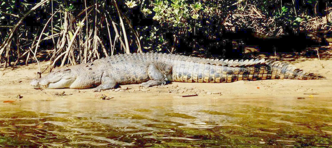 Daintree River Cruise